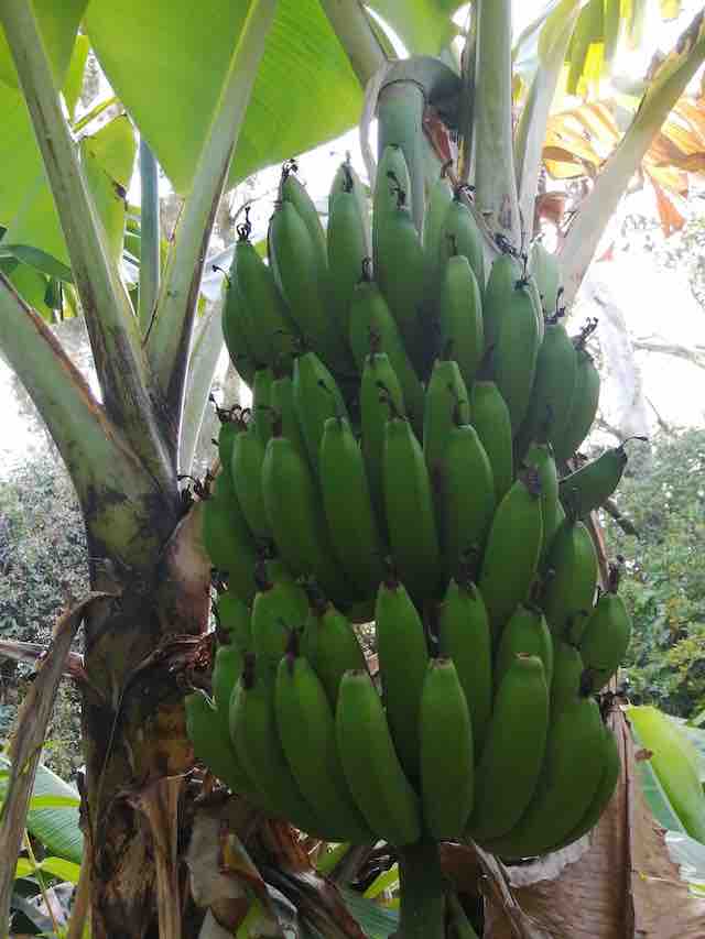 トカラ列島の島バナナ